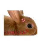 うにウニ雲丹UNI（個別スタンプ：8）