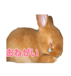 うにウニ雲丹UNI（個別スタンプ：14）