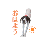 猟犬ジャックぽん（ポインター）（個別スタンプ：1）