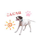 猟犬ジャックぽん（ポインター）（個別スタンプ：2）