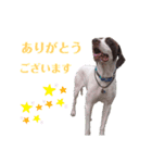 猟犬ジャックぽん（ポインター）（個別スタンプ：3）