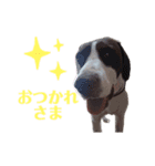 猟犬ジャックぽん（ポインター）（個別スタンプ：5）