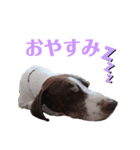 猟犬ジャックぽん（ポインター）（個別スタンプ：7）