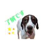 猟犬ジャックぽん（ポインター）（個別スタンプ：8）