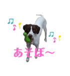 猟犬ジャックぽん（ポインター）（個別スタンプ：9）