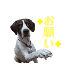 猟犬ジャックぽん（ポインター）（個別スタンプ：10）