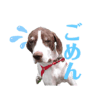 猟犬ジャックぽん（ポインター）（個別スタンプ：11）