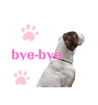 猟犬ジャックぽん（ポインター）（個別スタンプ：12）