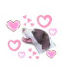猟犬ジャックぽん（ポインター）（個別スタンプ：13）