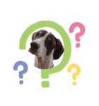 猟犬ジャックぽん（ポインター）（個別スタンプ：14）