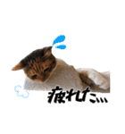 猫見家スタンプ（個別スタンプ：2）