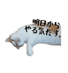 猫見家スタンプ（個別スタンプ：3）