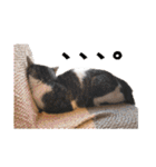 猫見家スタンプ（個別スタンプ：4）