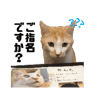 猫見家スタンプ（個別スタンプ：5）