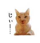 猫見家スタンプ（個別スタンプ：6）