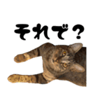 猫見家スタンプ（個別スタンプ：7）