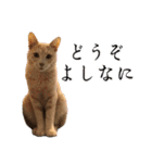 猫見家スタンプ（個別スタンプ：8）