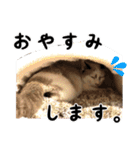 猫見家スタンプ（個別スタンプ：10）