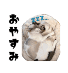 猫見家スタンプ（個別スタンプ：11）