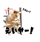 猫見家スタンプ（個別スタンプ：12）