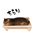 猫見家スタンプ（個別スタンプ：13）
