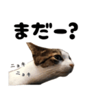 猫見家スタンプ（個別スタンプ：14）