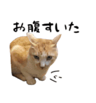 猫見家スタンプ（個別スタンプ：15）