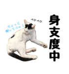 猫見家スタンプ（個別スタンプ：16）