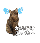 猫見家スタンプ（個別スタンプ：18）