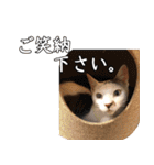 猫見家スタンプ（個別スタンプ：19）