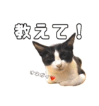 猫見家スタンプ（個別スタンプ：20）