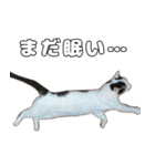 猫見家スタンプ（個別スタンプ：21）