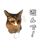 猫見家スタンプ（個別スタンプ：22）