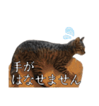 猫見家スタンプ（個別スタンプ：23）
