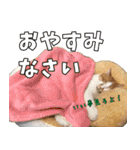 猫見家スタンプ（個別スタンプ：24）