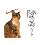 猫見家スタンプ（個別スタンプ：27）