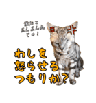 猫見家スタンプ（個別スタンプ：28）