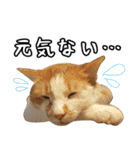 猫見家スタンプ（個別スタンプ：29）