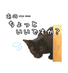 猫見家スタンプ（個別スタンプ：31）