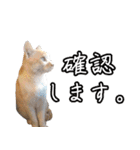猫見家スタンプ（個別スタンプ：32）