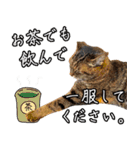 猫見家スタンプ（個別スタンプ：33）