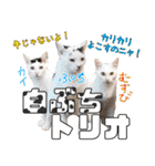 猫見家スタンプ（個別スタンプ：35）