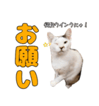猫見家スタンプ（個別スタンプ：37）