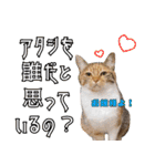 猫見家スタンプ（個別スタンプ：38）