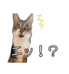 猫見家スタンプ（個別スタンプ：39）