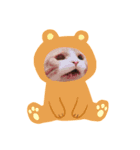 韓国名のねこたち（個別スタンプ：6）