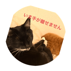 [LINEスタンプ] ねこ代弁します