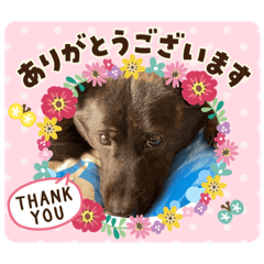 [LINEスタンプ] おすまし顔の甲斐犬達