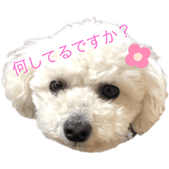 [LINEスタンプ] 小雪の可愛いスタンプ