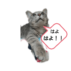 [LINEスタンプ] りんりん日常編